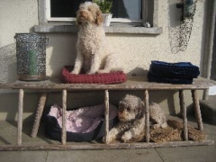 Der Lagotto Romagnolo